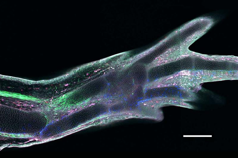 Regenerierte Extremität in transgenem Axolotl. Verschiedene Zelttypen exprimieren unterschiedliche fluoreszierende Proteine.