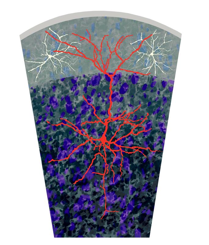 The distal dendrites of pyramidal neurons (red) are controlled by a specialized set of interneurons (white) in layer 1 of neocortex.