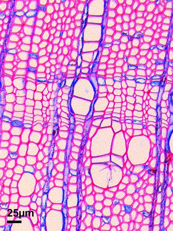Dünnschnitt einer arktischen Erle. Nur sechs Zellen bilden das dünne Band in der Mitte, den Jahrring 2004, das Jahr einer Motteninvasion.