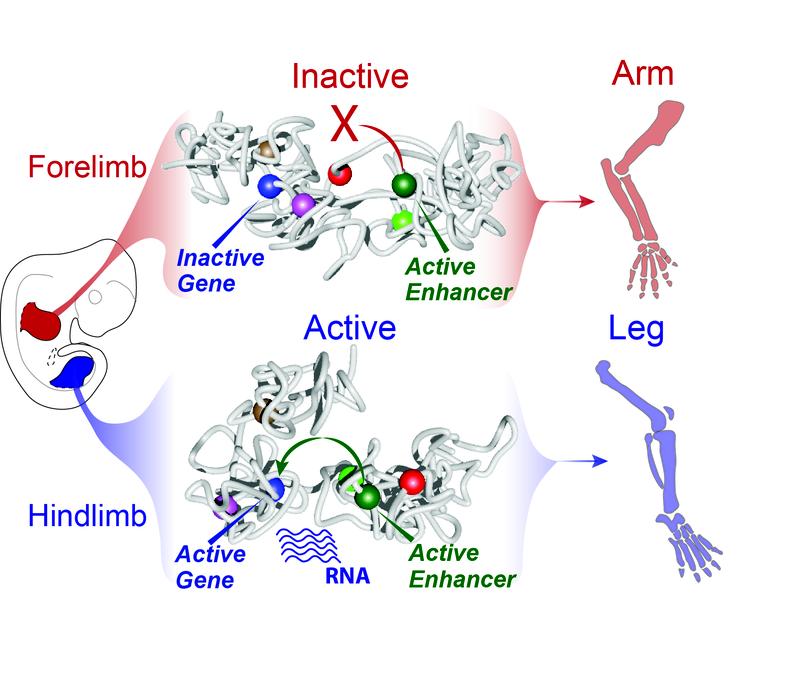Changes in the 3D structure of chromatin as a prerequisite for the development of arms and legs.