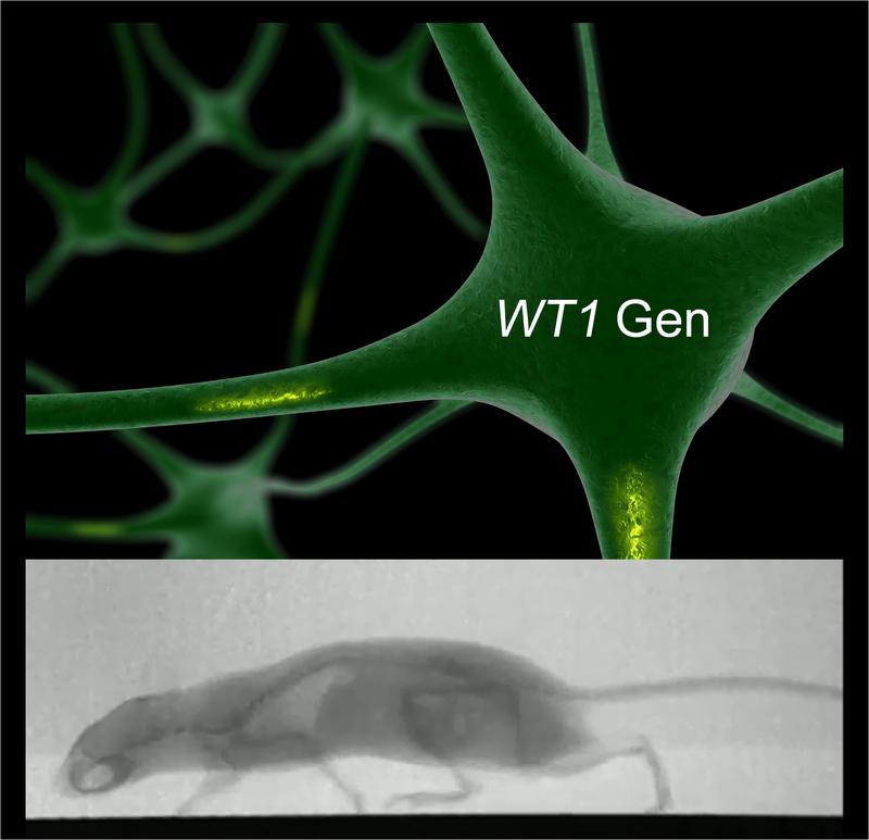 Das WT1-Gen kommt auch außerhalb der Nieren im zentralen Nervensystem vor, ist an der Spezifizierung von Neuronen beteiligt und kontrolliert Bewegungen. 
