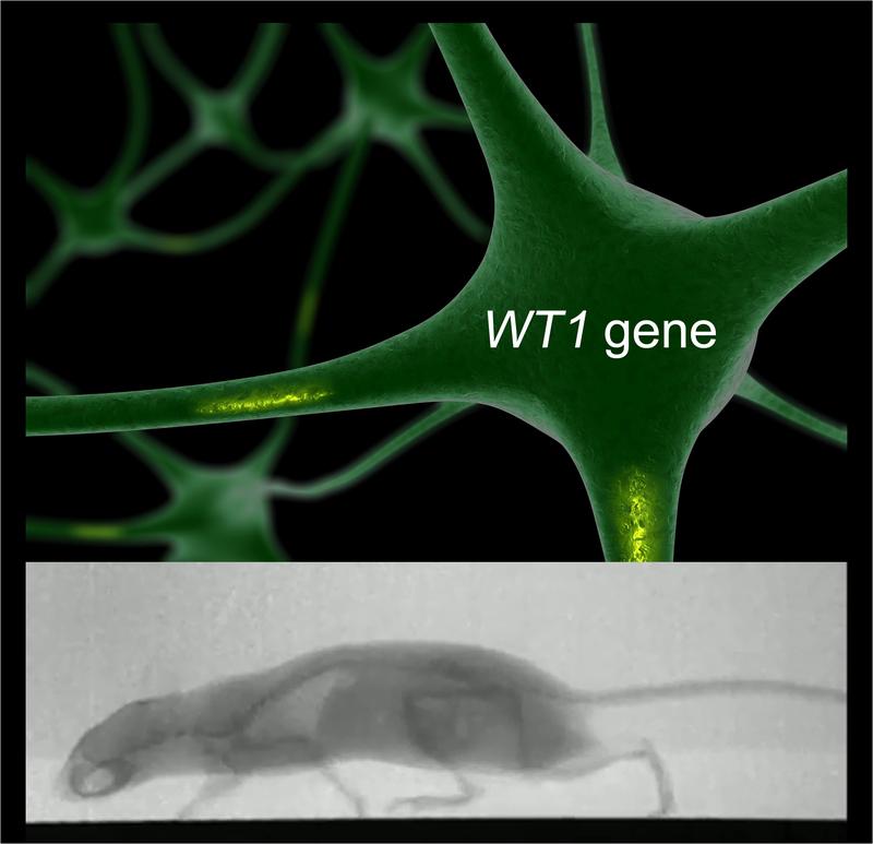 Gene WT1 appears also outside of the kidney in the central nervous system, it is needed for neuro specification and locomotor control. 