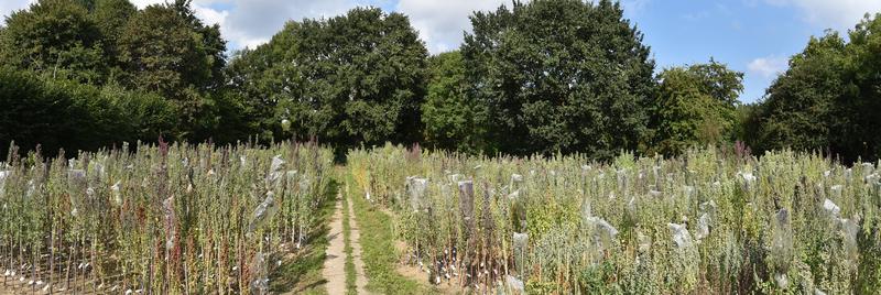 350 quinoa varieties are growing in the experimental field of the Institute of Crop Science and Plant Breeding in Kiel. 