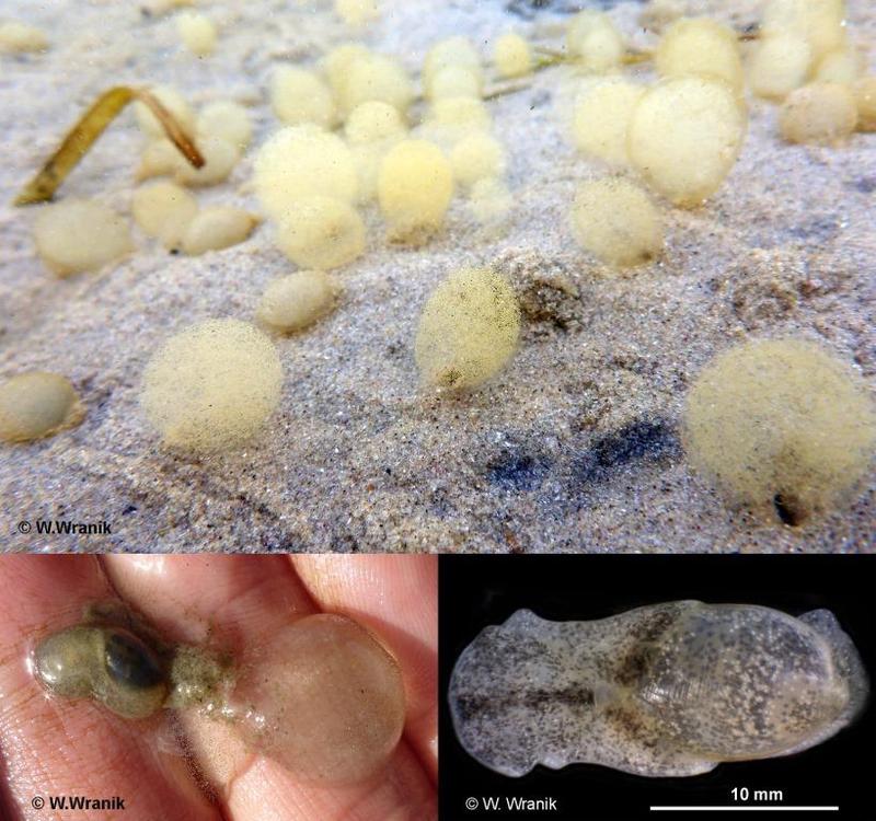 Oben: Ballförmige, gallertige Eigelege der Kopfschildschnecke; links unten: ausgegrabene Schnecke bei der Eiablage und rechts unten: lebendes Exemplar der Kopfschildschnecke „Haminoea solitaria“.