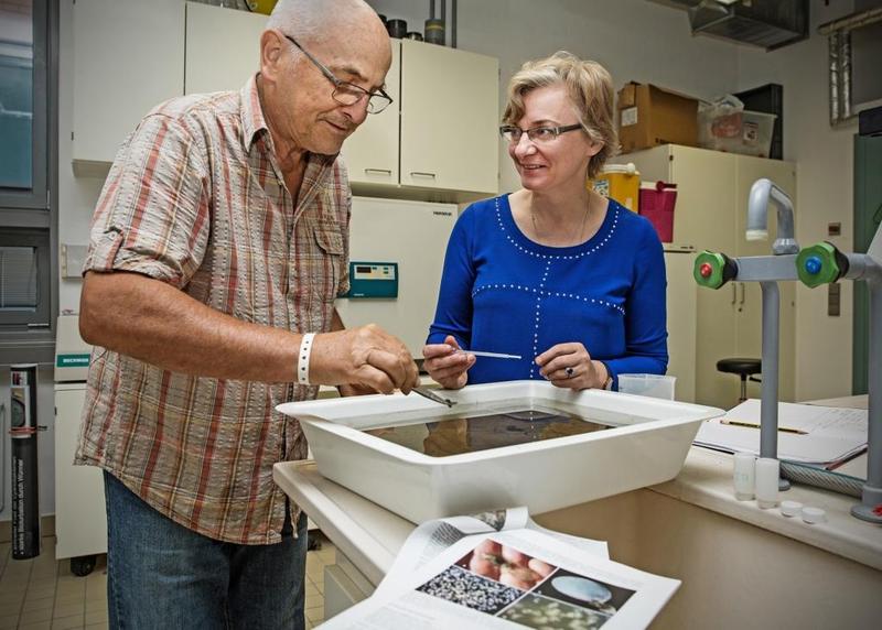 Dr. Wolfgang Wranik zeigt Professorin Inna Sokolova die neu eingeschleppte Schneckenart im Labor.