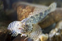 Kessler gobies and other goby species from the Black Sea originally came to Bavaria via the ballast water of the ships and are today strongly represented in the Danube and Main rivers.