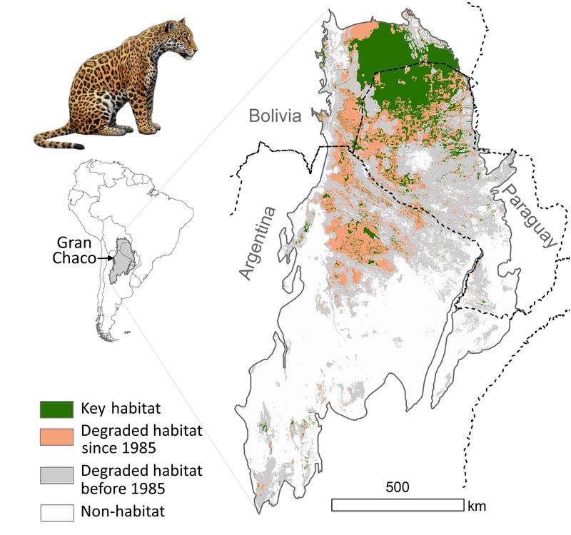 Jaguar key habitat in the Chaco declined by a third between 1985 and 2013 due to the expansion of agriculture and hunting pressure