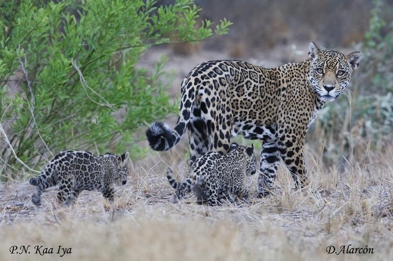 A female jaguar with her cubs in the Bolivian Gran Chaco