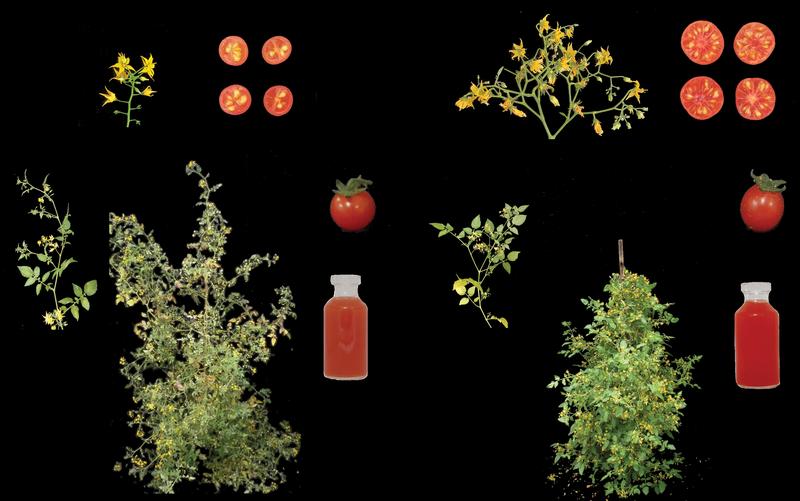 The new cultivated tomato (right) has a variety of domestication features which distinguish it from the wild plant (left).