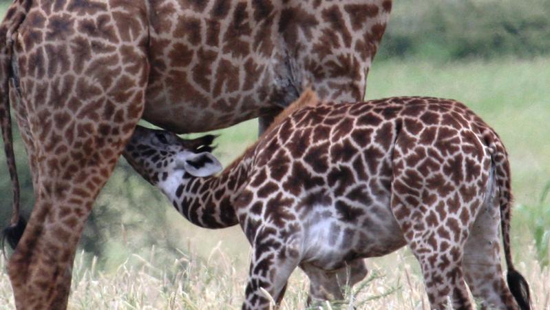 Giraffenbabys erben das Fleckenmuster von ihren Müttern. 