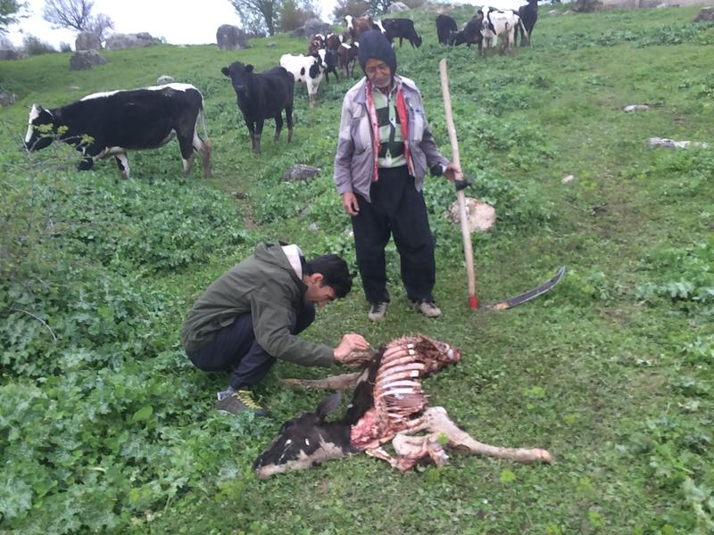 Dr. Mahmood Soofi investigating cattle killed by wolf.