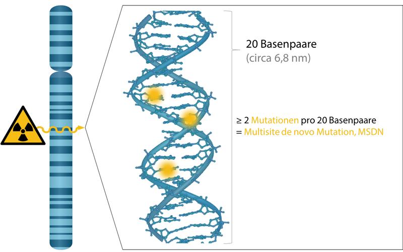 Wie Röntgenstrahlung das Erbgut verändert: Eine „Multisite de novo Mutation“ (MSDN) liegt vor, wenn zwei oder mehr Schäden benachbart auf einer Strecke von 20 Basenpaaren im Erbgutstrang auftreten.  