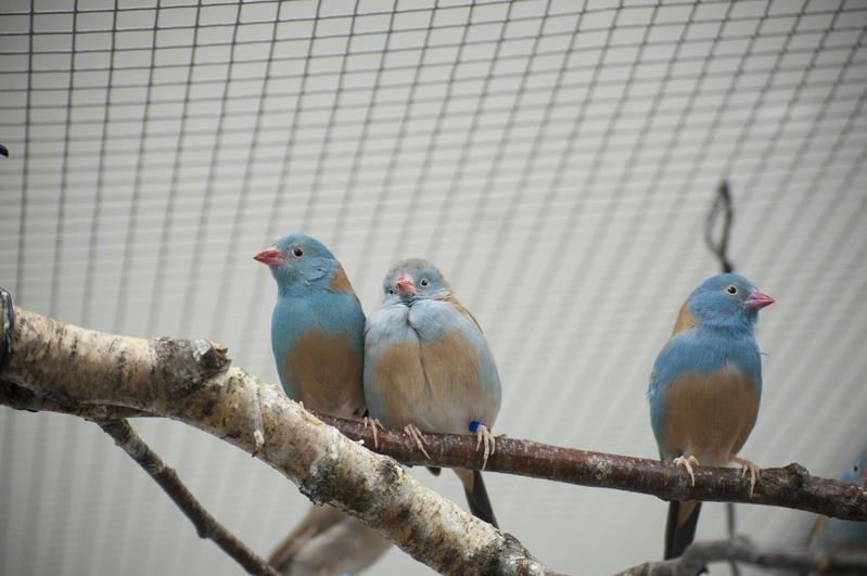 A couple (left) and a single male (right) of blue-capped cordon-bleus