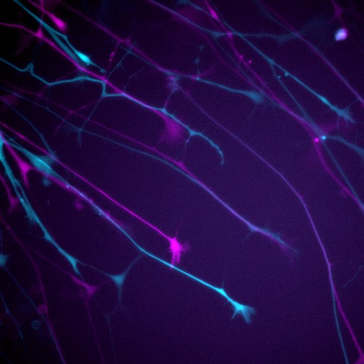 Neurite outgrowth assay of neurons expressing GFP. The first and last time point (0 min, 50 min) are pseudocolored in magenta and cyan, respectively.