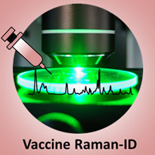 The Raman spectroscopic signature contains information of all the components in the vaccine and can be used for quick identification using machine learning.