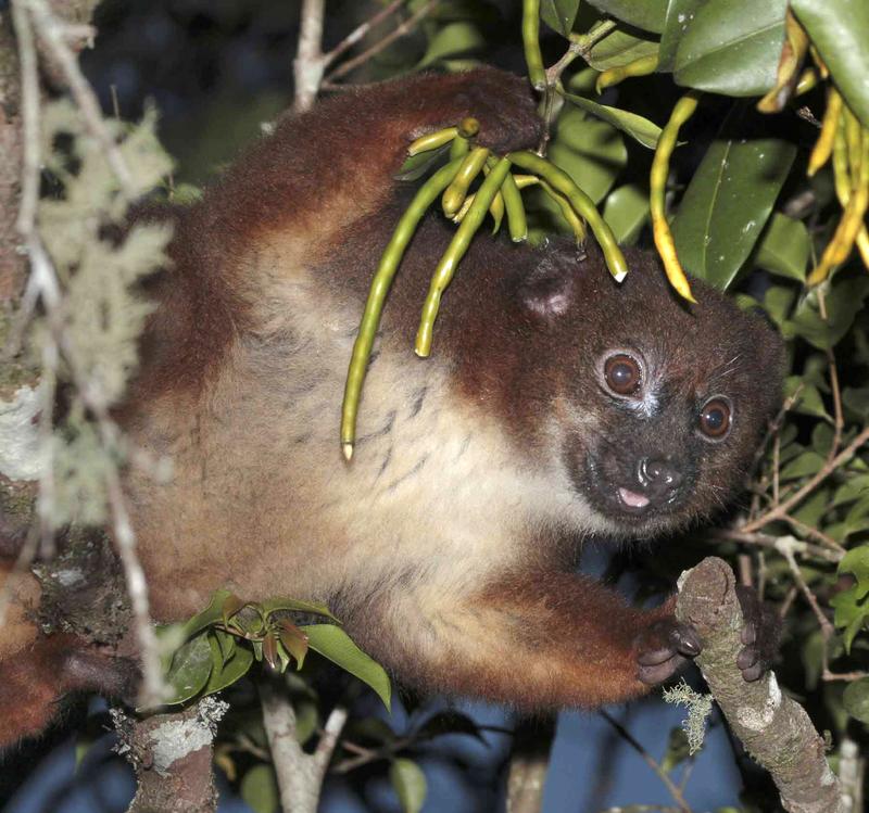 Madegassischer Lemur bei der Nahrungssuche