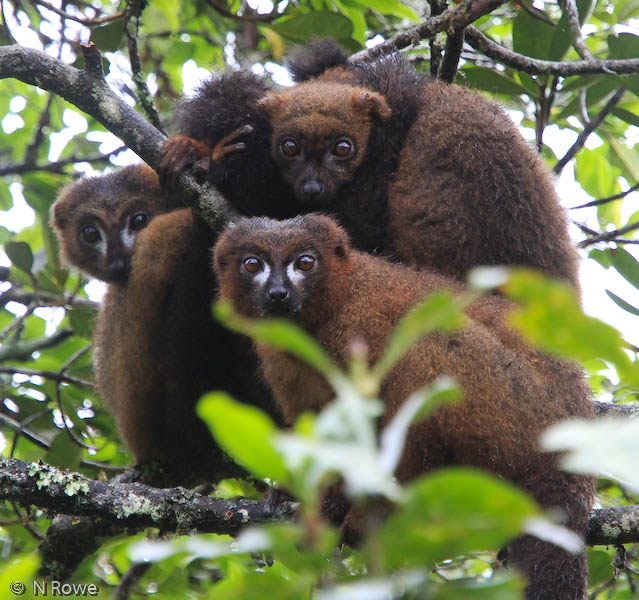 Rotbauchmakis auf Madagaskar: Die Primaten sind ausschließlich auf dieser Insel heimisch