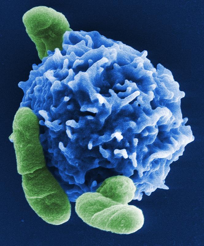 Regulatorische T-Zelle (blau) in Interaktion mit Bakterienzellen.