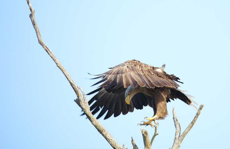 Landing white-tailed eagle