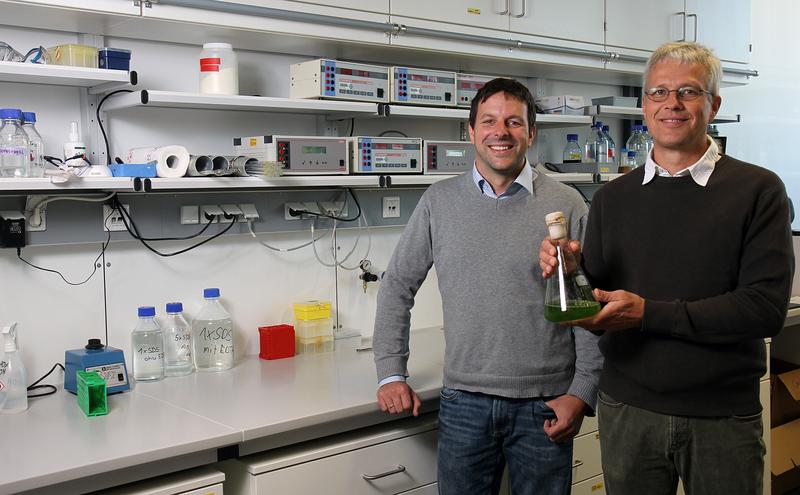 Ein internationales Forscherteam um Juniorprofessor Dr. Felix Willmund (links) und Professor Dr. Michael Schroda haben einen Gen-Baukasten für die Grünalge entwickelt. 
