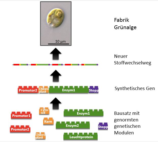 Die Grafik zeigt, wie der Baukasten funktioniert. Die einzelnen Gen-Bausteine lassen sich wie Legos kombinieren. 