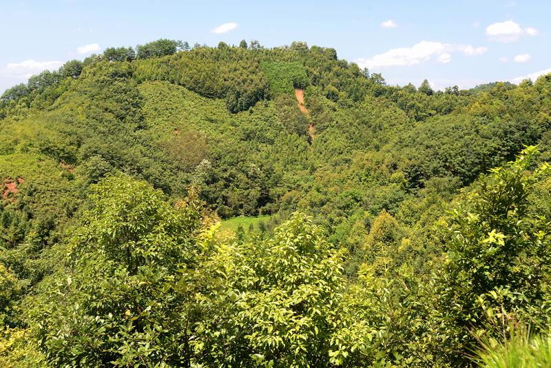 Für das Experiment BEF-China wurden vor rund zehn Jahren Wälder angepflanzt, die sich in der Anzahl ihrer Baumarten unterscheiden. Die unterschiedlichen Parzellen sind heute gut erkennbar.
