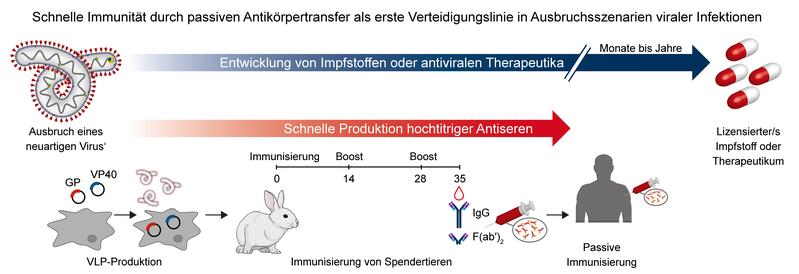 Schnelle Immunität durch passiven Antikörpertransfer als erste Verteidigungslinie in Ausbruchszenarien viraler Infektionen