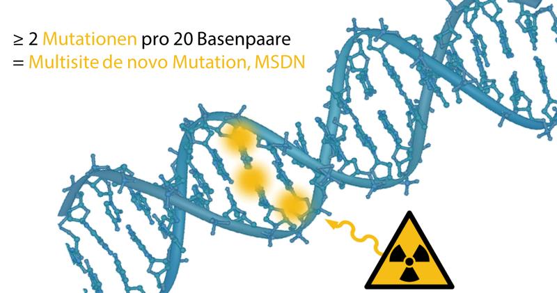 The graph illustrates how radiation alters the genome: a ‘multisite de novo mutation’ (MSDN) occurs when two or more defects occur adjacently in the DNA strands of 20 base pairs. 