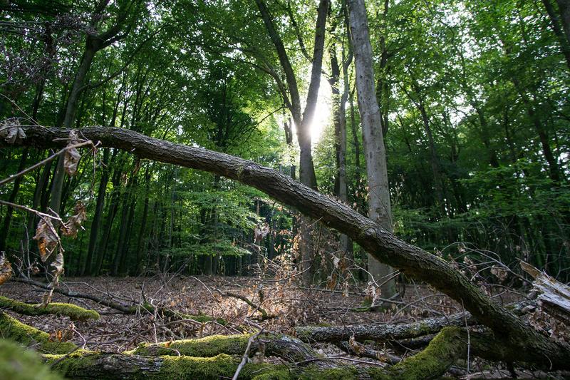 Die TH Bingen und der BBN tagen zum Thema „Naturschutz im Wald“.
