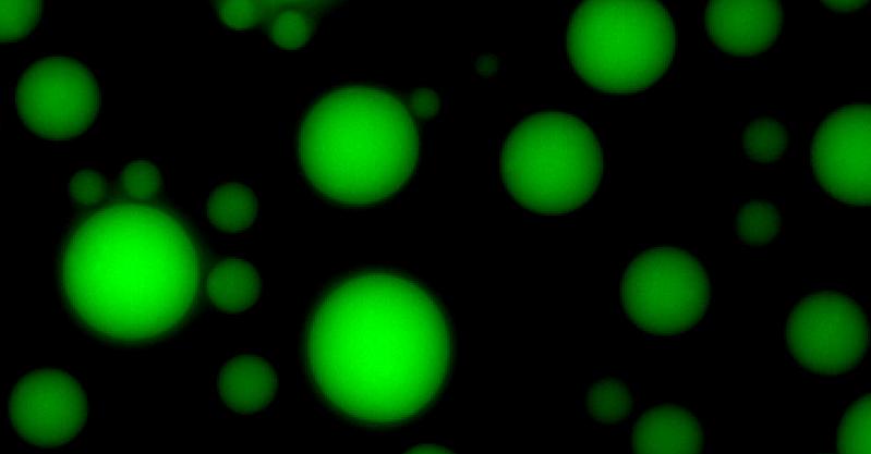 Membranfreie Mikrotröpfchen (Koazervate) unter dem Mikroskop. Die grüne Fluoreszenz dient als Nachweis für die enzymatische Aktivität der eingeschlossenen RNA. 