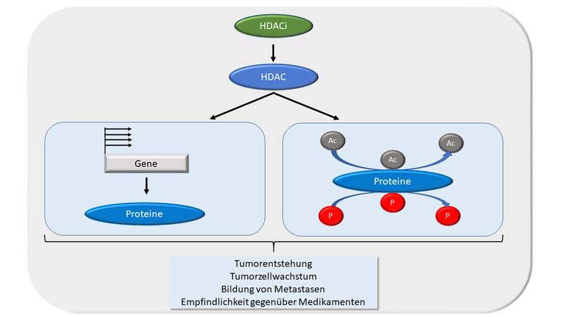 HDAC-Inhibitoren verändern die Struktur von Eiweißen und die Ableserate von Genen, die das Wachstum von Krebszellen regulieren. So sterben Krebszellen ab, während gesunde Zellen erhalten bleiben.