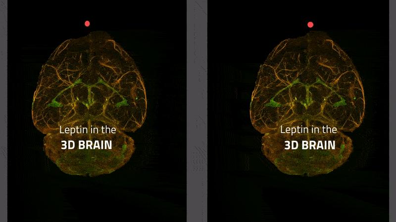 Stereoscopic 3D video of a mouse brain with green labeled leptin