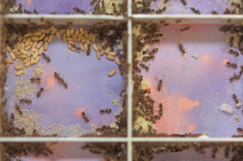 Ameisen reinigen ihre Nestbox mit Ameisensäure. Spezielles Papier, das sich bei Kontakt mit Säuren rosa färbt, wurde verwendet um zu beobachten, wann und wieviel Ameisensäure die Ameisen versprühen.