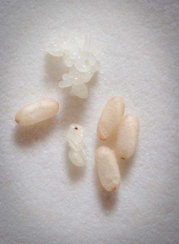 Pupae of the ant Lasius neglectus are usually protected by a cocoon. Nude pupae (center) had their cocoons removed and are sensitive to formic acid. 