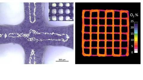 Vitalität und Aktivität der menschlichen Stammzellen, die in ein Alginat-Hydrogel eingebettet wurden, wird anhand ihres Sauerstoffverbrauchs sichtbar.