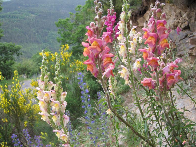 Snapdragons 