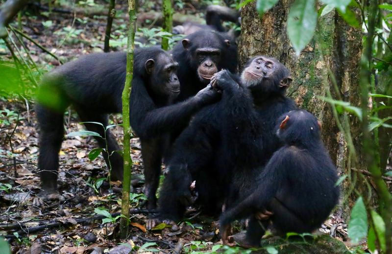 Schimpansen teilen Nahrung mit ihren Freunden.