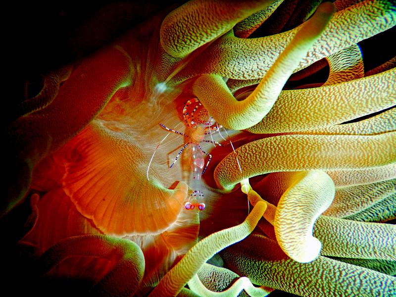 Partnergarnele auf einer Seeanemone, Curaçao