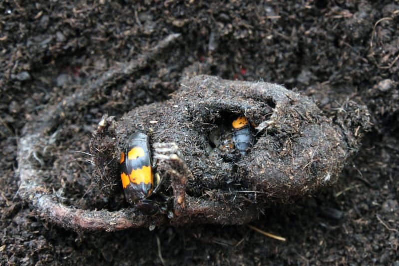 Ein Totengräberpaar der Art Nicrophorus vespilloides versorgt seine Jungen. 