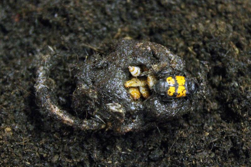 Symbionten aus dem Darm der Käfereltern ersetzten konkurrierende Mikroben und sorgen dafür, dass der Käfernachwuchs gut gedeiht.