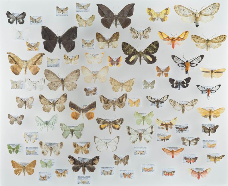 Selection of Neotropical geometer moths (left) and tiger moths (right), arranged according to elevation.