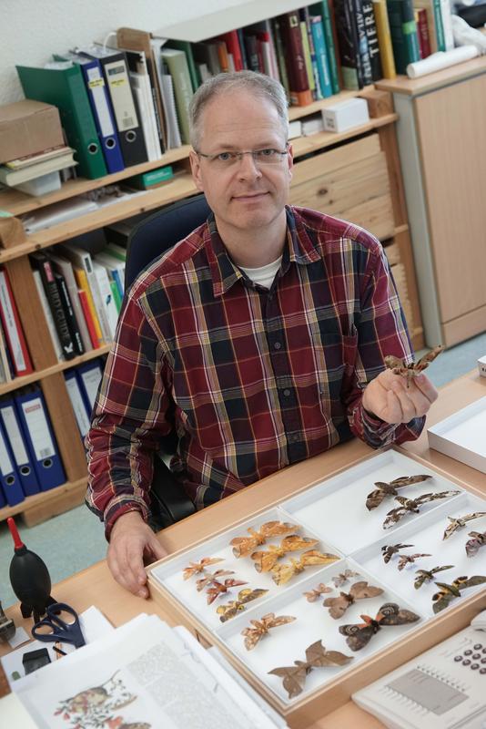 Zoologist Dr Gunnar Brehm (Jena) investigated with colleagues the relationship between the size of tropical moths and their elevational range.