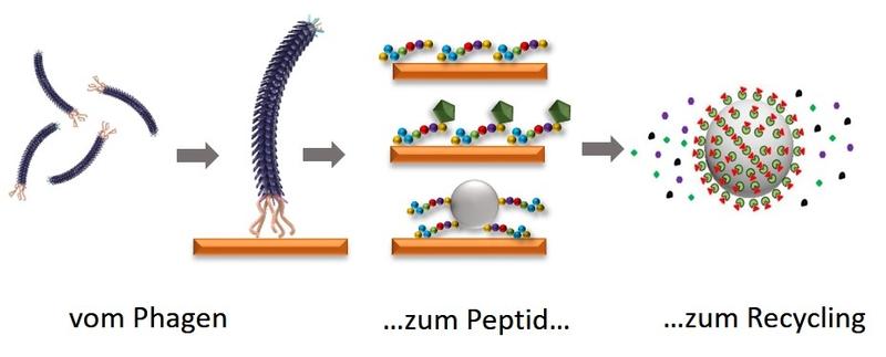 Wie Eiweißbruchstücke Seltene Erden angeln. Um die Peptide gezielt für ein Zielmaterial anzufertigen, setzt die Nachwuchsgruppe BioKollekt am HZDR auf Bakteriophagen (links). 