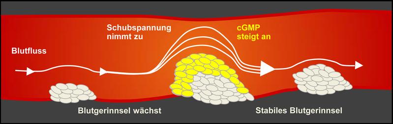 Je größer das Blutgerinnsel, desto weniger Platz hat das Blut zum Fließen. Die erhöhte Schubspannung löst einen Mechanismus aus, der das Blutgerinnsel auf natürliche Weise hemmt. 