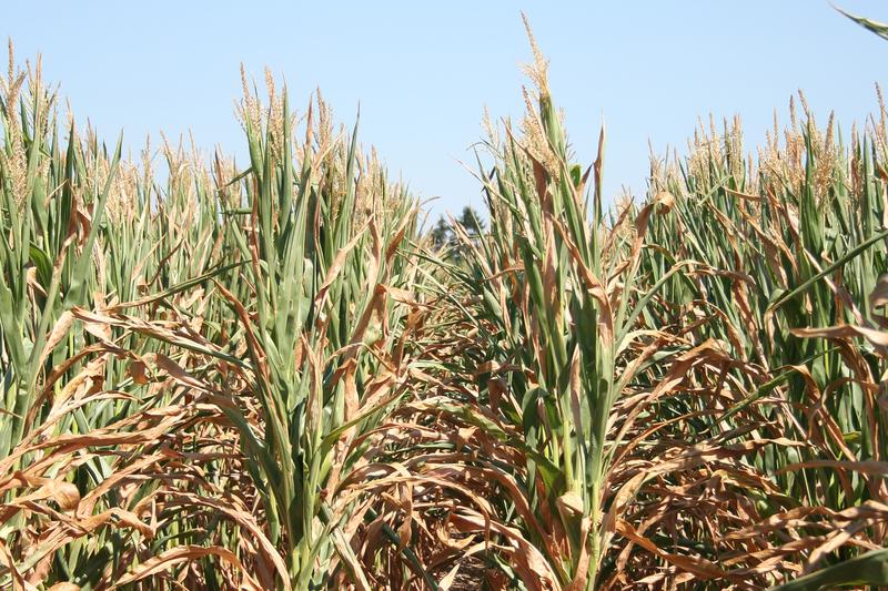  For plant breeders it is essential to know whether plants are more vulnerable to heat or drought.