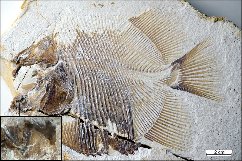 Foto des Fossils im Jura-Museum Eichstätt inkl. Details der furchterregenden Zähne.