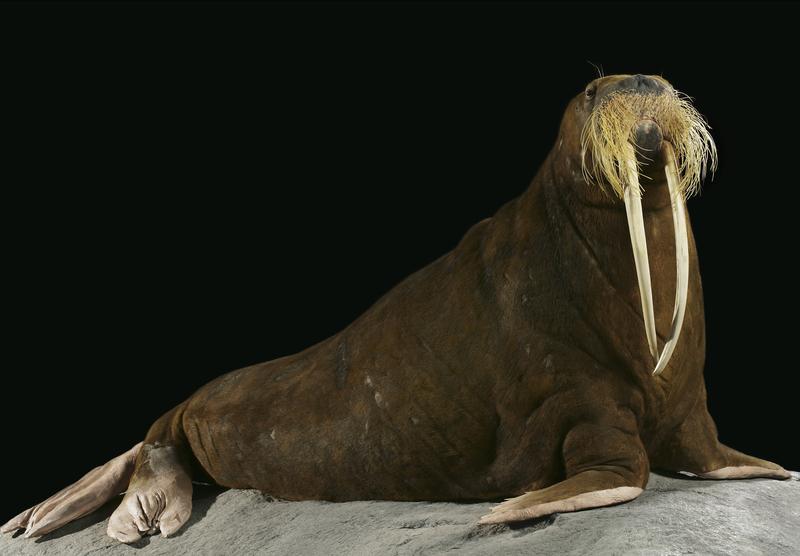 „Antje“, Walrossdame aus dem Tierpark Hagenbeck und ehemaliges NDR-Fernsehmaskottchen, bekommt im Zoologischen Museum eine Mulitmedia-Station.