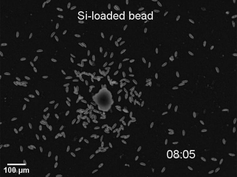 Diatom cells aggregate around a silicate-loaded bead. I