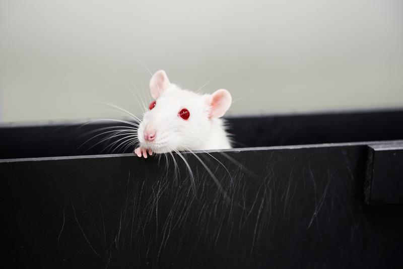 Mit Hilfe ihrer Schnurrhaare ertasten Ratten aktiv ihre Umgebung. 