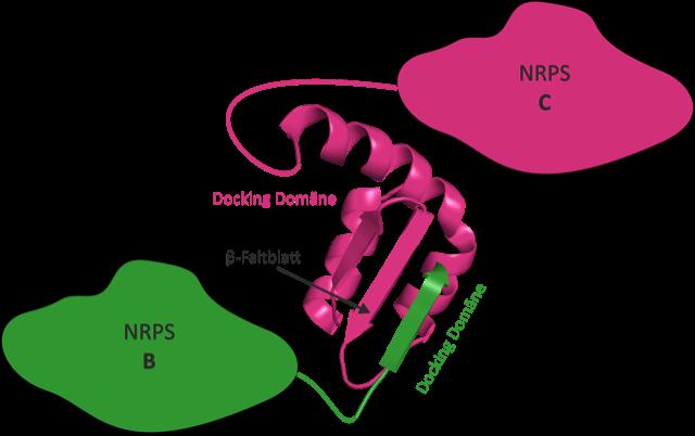 3D-Struktur eines NRPS Docking Domänen Paares. Die Docking-Domäne von NRPS B (grün) bindet über ein β-Faltblatt an die passende Docking-Domäne von NRPS C (magenta).